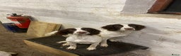 English Springer Spaniel dogs for sale: Exceptional Working Lines - Advert 2