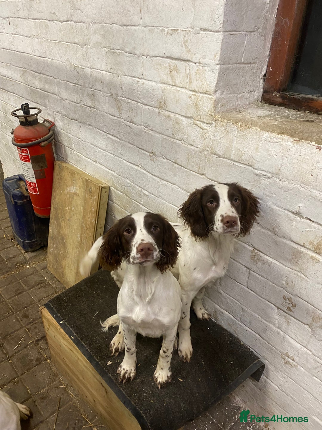 English Springer Spaniel dogs for sale: Exceptional Working Lines - Advert 2