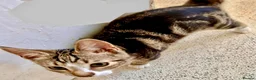 Domestic Shorthair cats for sale: 2 Tabby Kittens ready for new homes - Advert 3