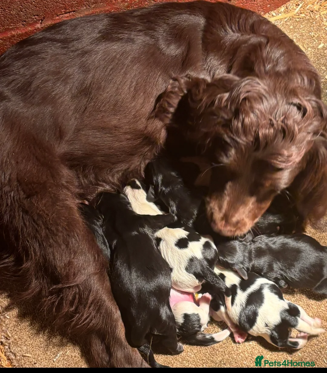 Cockalier dogs for sale: Cockalier puppies - Advert 10