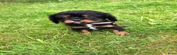 Cavalier King Charles Spaniel dogs for sale: Cavalier King Charles puppies  - Advert 7