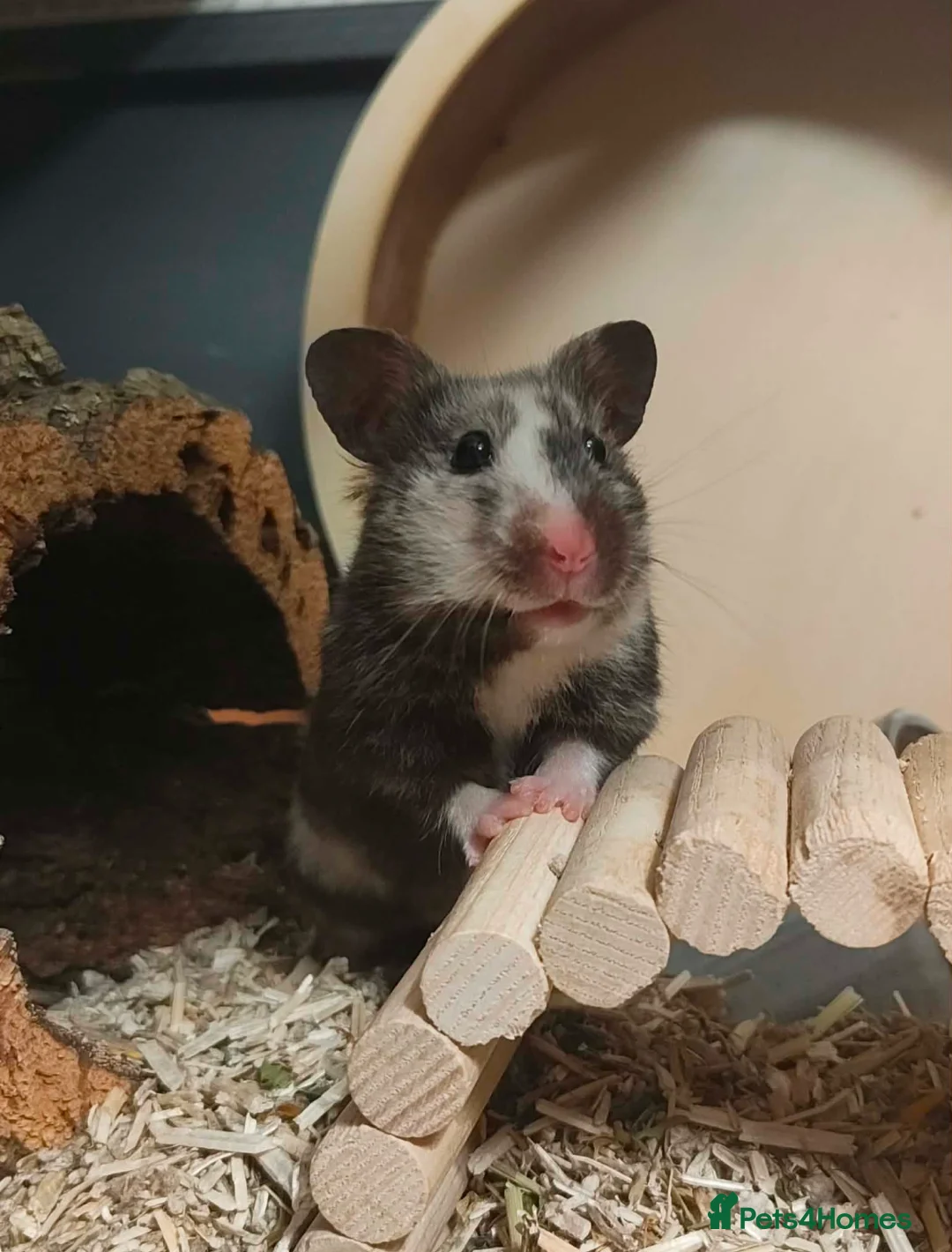 Hamster rodents for sale: Friendly Syrian Hamster pups in Milton Keynes - Advert 1