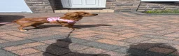 Cockapoo dogs for sale: Cockapoo  - Advert 3