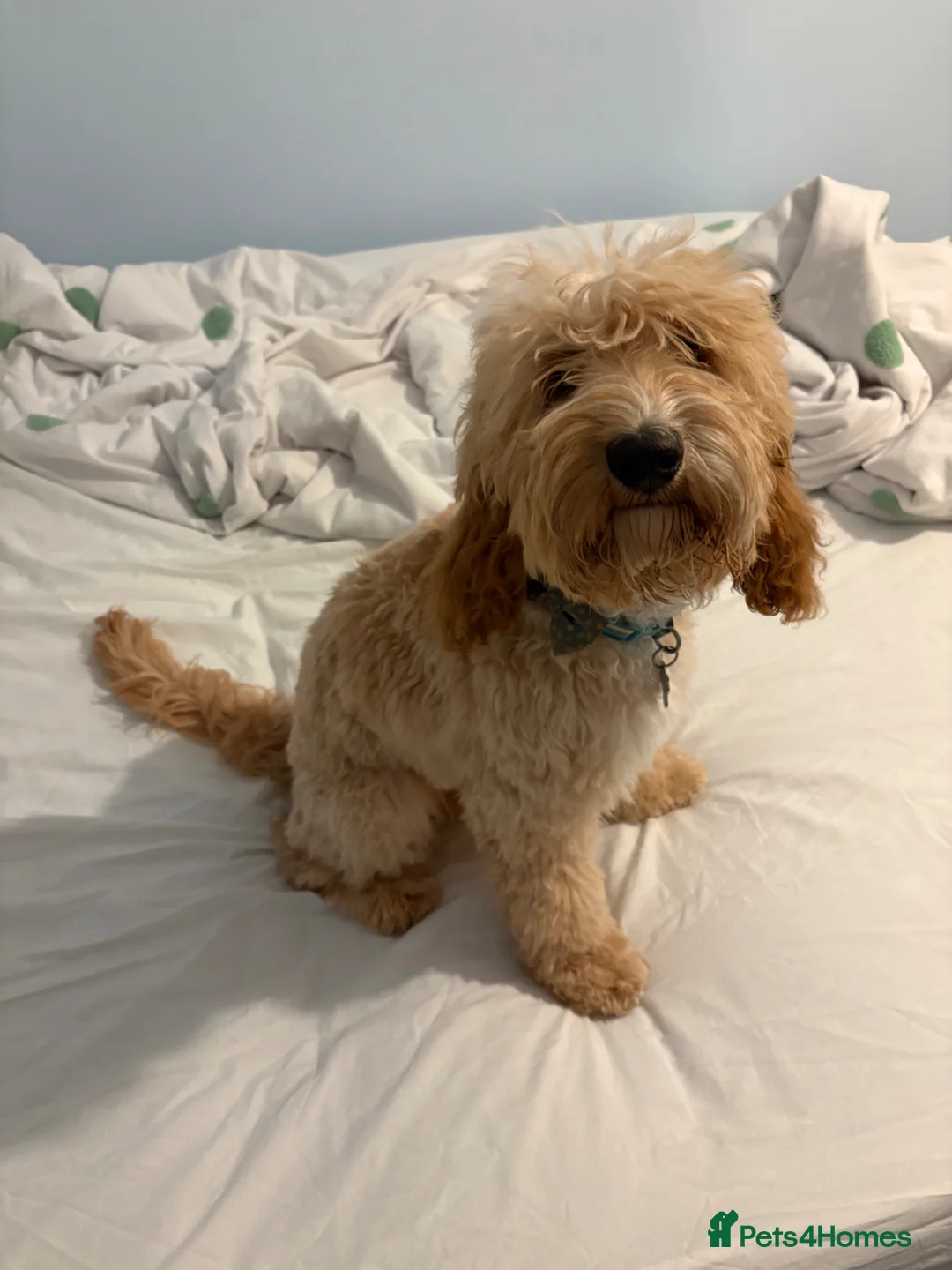 Cockapoo dogs for sale: Male cockapoo - Advert 3