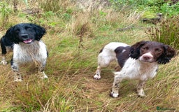 English Springer Spaniel dogs for stud: HEALTH TESTED FTCH bred springers for stud - Image 1