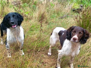 English Springer Spaniel dogs HEALTH TESTED FTCH bred springers for stud - Advert 6