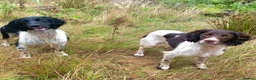 English Springer Spaniel dogs for stud: HEALTH TESTED FTCH bred springers for stud - Advert 1