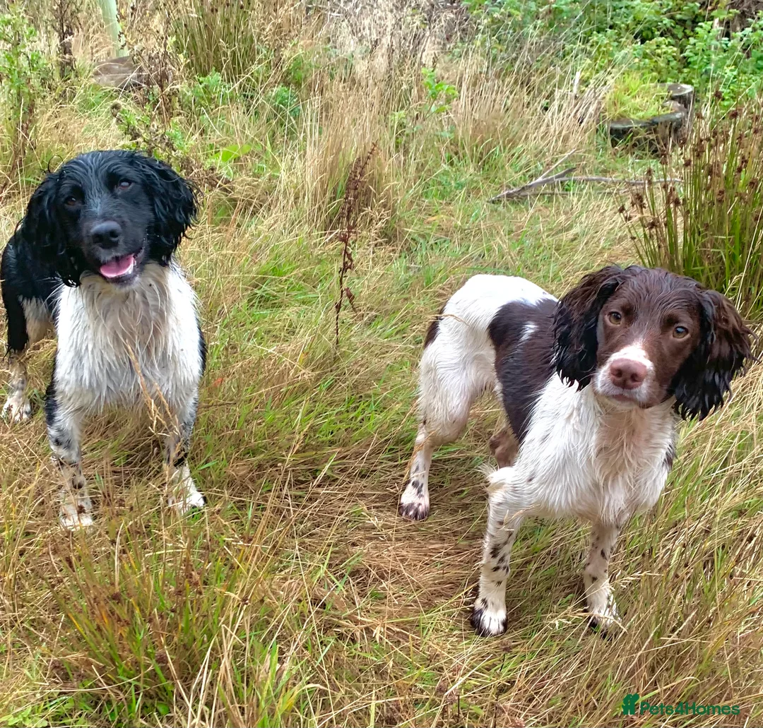 English Springer Spaniel dogs for stud: HEALTH TESTED FTCH bred springers for stud - Advert 1