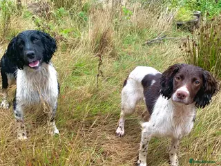 English Springer Spaniel dogs HEALTH TESTED FTCH bred springers for stud - Advert 8