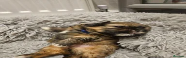 Shih Tzu 2