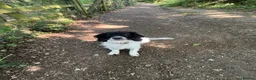 Mixed Breed dogs for sale: Male neutered Sprockerpoo  - Advert 2