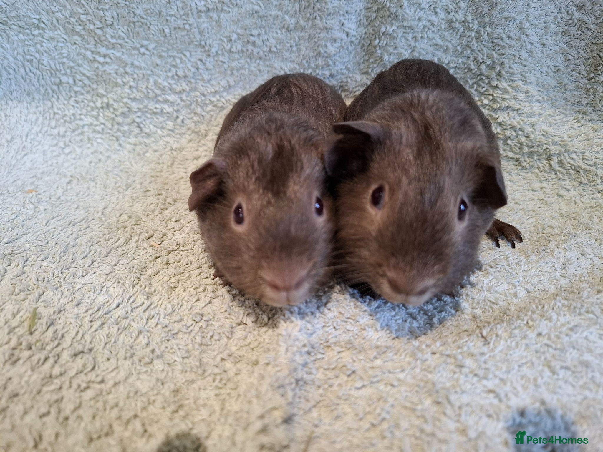 Guinea Pig rodents Two Dark Gray Pet Boars with ruby eyes - Advert 1