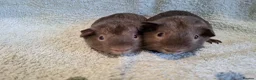 Guinea Pig rodents for sale: Two Dark Gray Pet Boars with ruby eyes - Advert 1