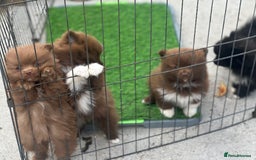 Pomeranian dogs for sale: Pomeranian puppies  - Image 13