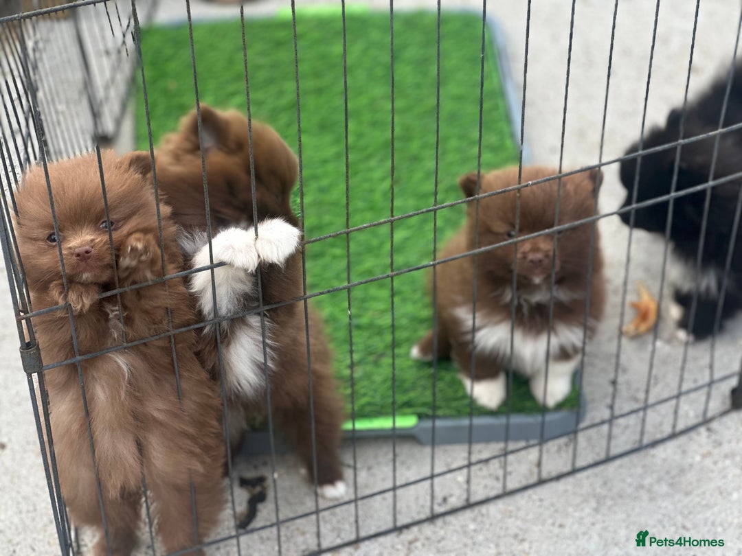 Pomeranian dogs for sale: Pomeranian puppies  - Image 13