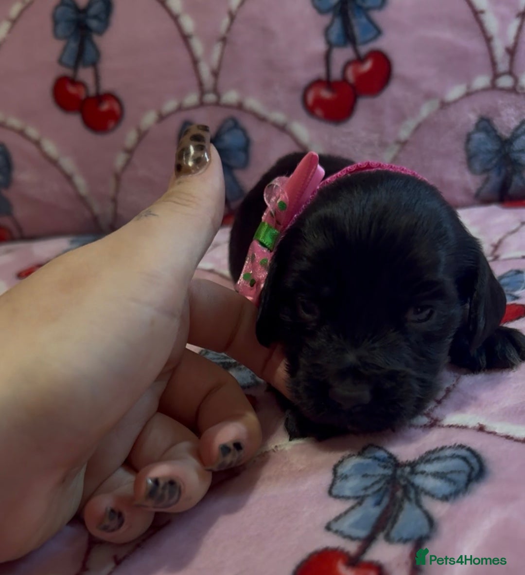 Cocker Spaniel dogs for sale: Gorgeous cocker spaniel READY TO LEAVE TODAY - Advert 17