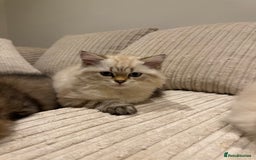 British Longhair cats for sale: British long hair  - Image 9