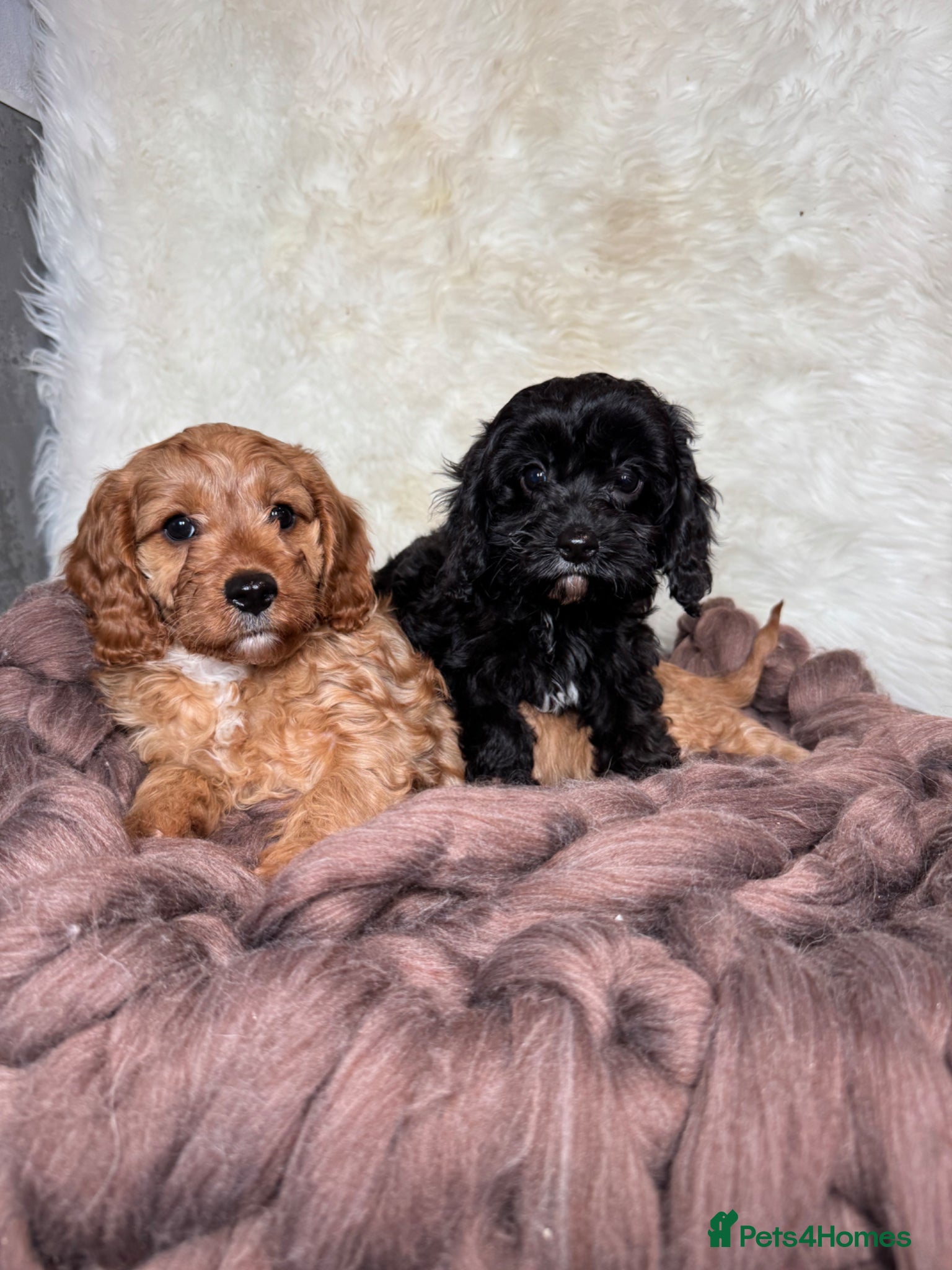 Cavapoo dogs F1 DNA clear Cavapoo puppies - Advert 1