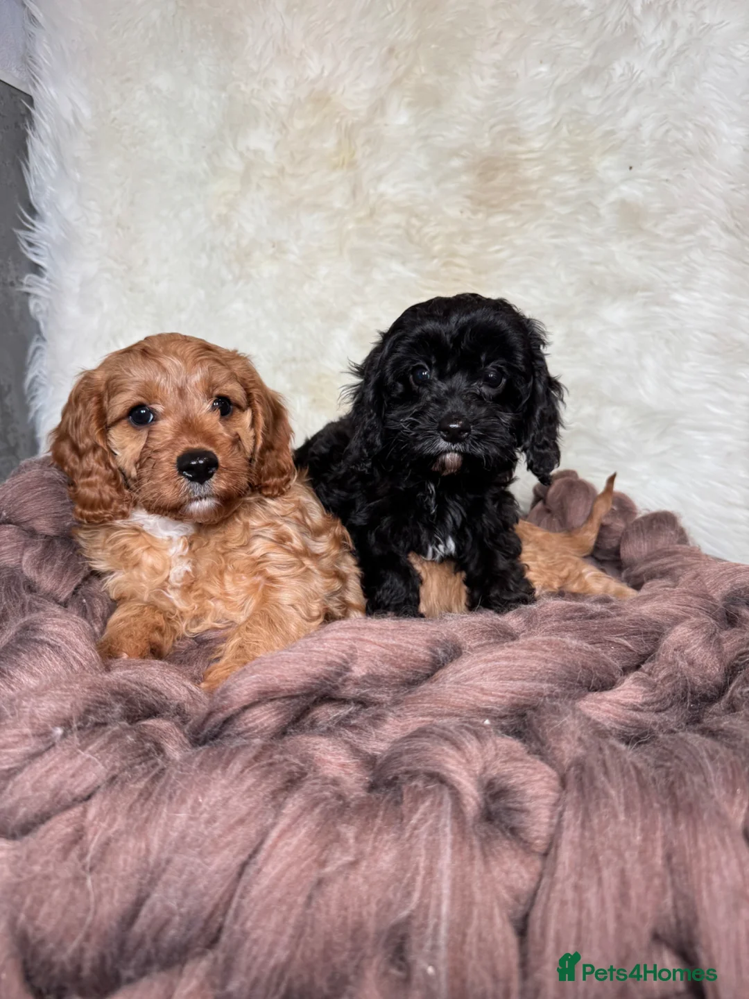 Cavapoo dogs for sale: F1 DNA clear Cavapoo puppies in Ystrad Meurig - Advert 1