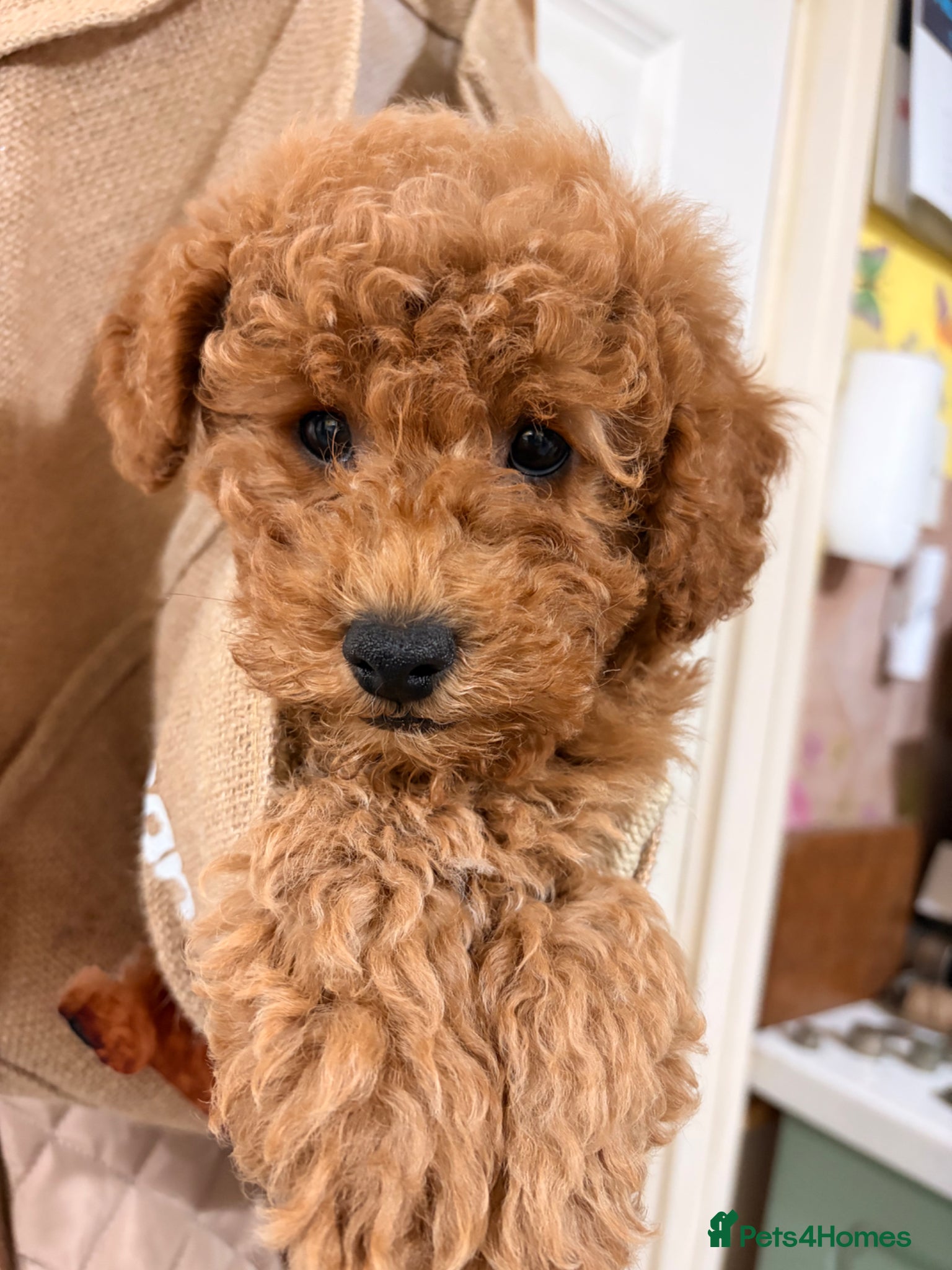 Maltipoo dogs MALTIPOO RED BOY  - Advert 2