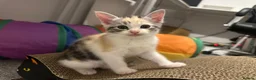 Ragdoll cats for sale: Beautiful Ragdoll Mix Kittens –  Litter Ready Soon in Nottingham - Advert 22