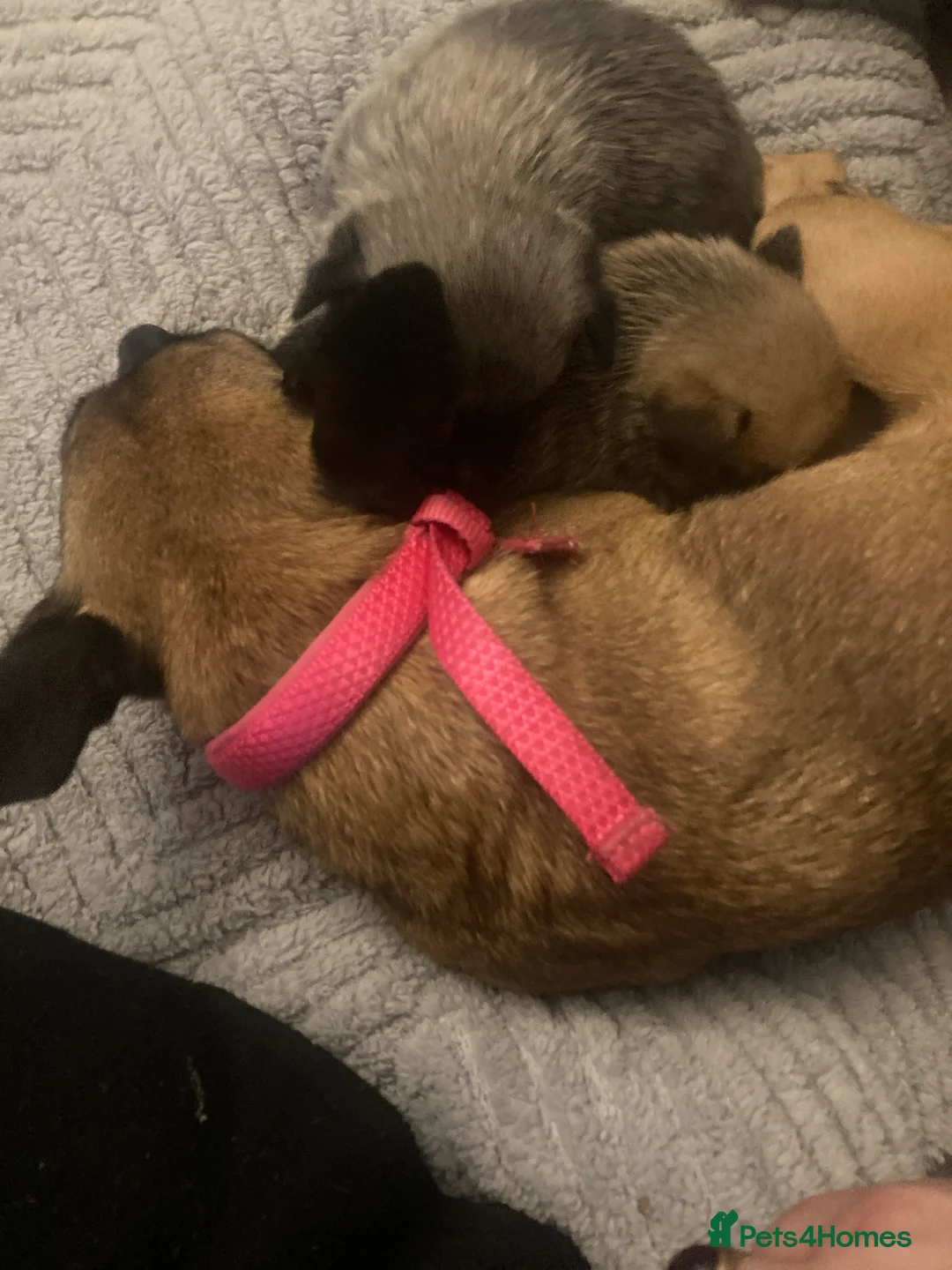 Pomchi dogs for sale: Four beautiful Male Chiuhuaha x Pomeranian puppies - Advert 5