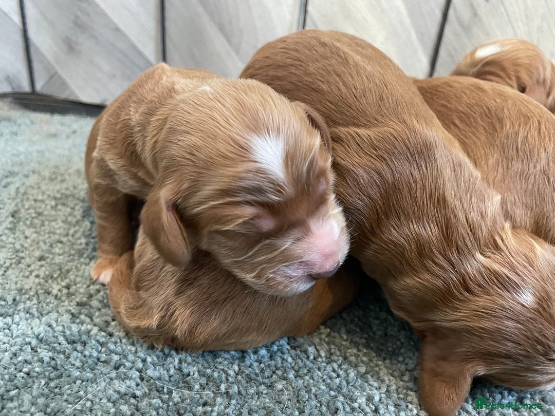 Cockapoo dogs for sale: 🌸Extensively health tested F1 Cockapoo’s🌸 - Image 11