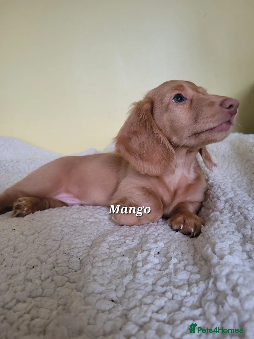 Dachshund dogs for sale: Long Haired KC Miniature Dachshund(LAST BOY) - Advert 9