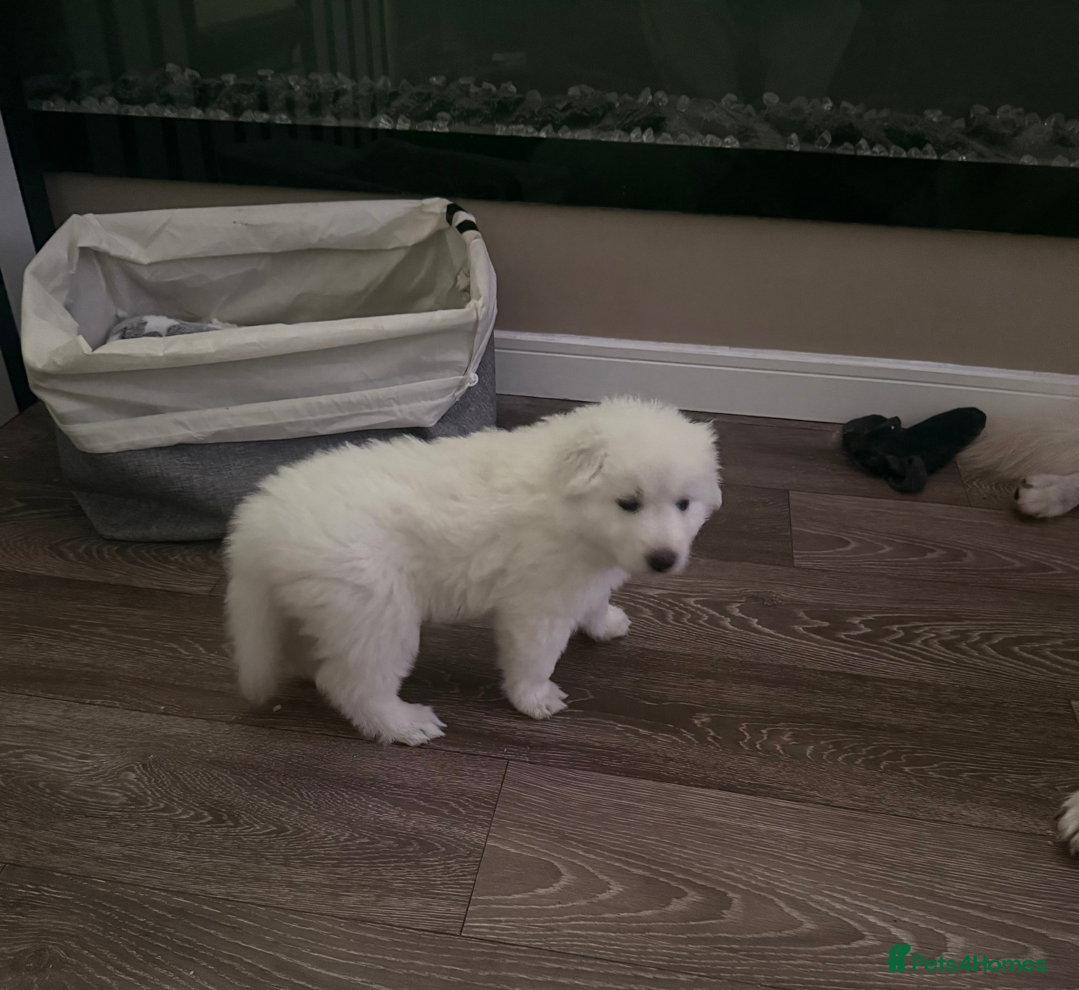 White Swiss Shepherd dogs Ready for collection - Advert 6