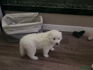 White Swiss Shepherd dogs Ready for collection - Advert 1