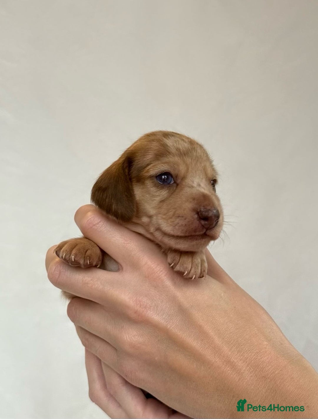Miniature Dachshund dogs for sale: Miniature Dachshunds Puppies PRA Clear, KC Reg - Image 6