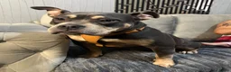 American Bully dogs for sale: Lilac Tri American Bully.  in Preston - Advert 3