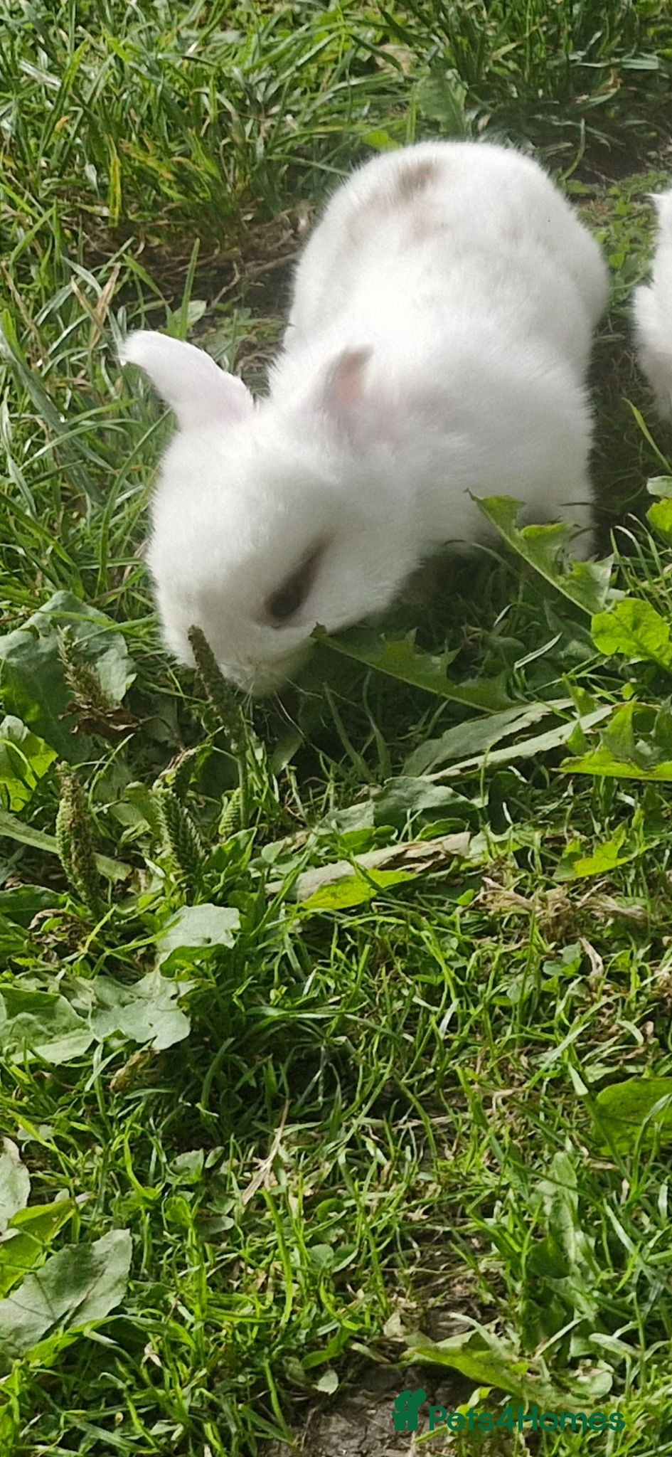 Mini Lop rabbits Mini lop for sale - Advert 1