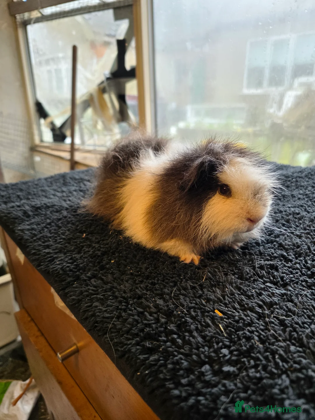 Guinea Pig rodents for sale: Swiss various colours - Advert 2