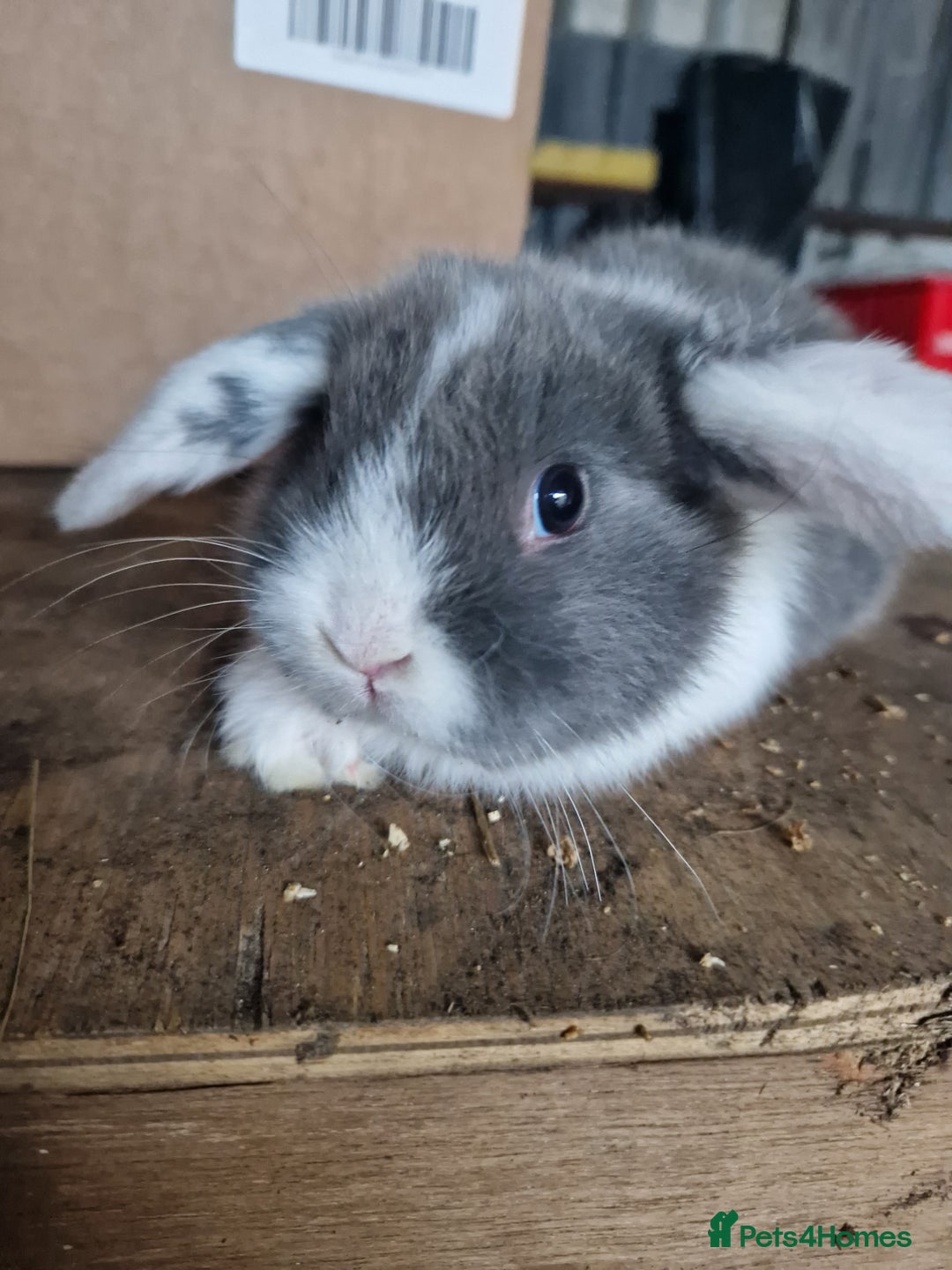 Mini Lop rabbits for sale: Baby mini lops  - Advert 1