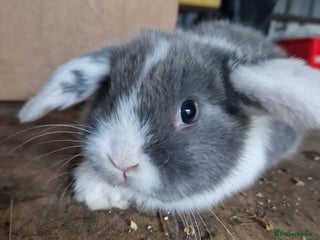 Mini Lop rabbits Baby mini lops - Advert 1