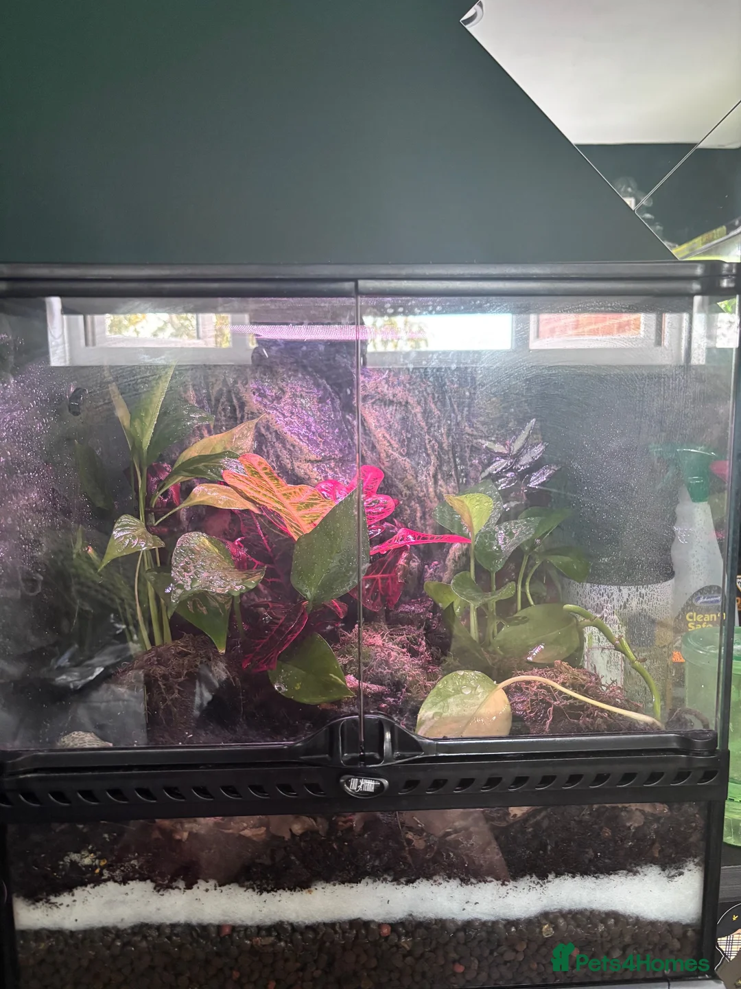 Frog reptiles for sale: Breeding pair of vittatus dart frogs with setup  in Barnsley - Advert 2