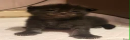 Maine Coon cats for sale: Beautiful Maine Coon kittens - Advert 22