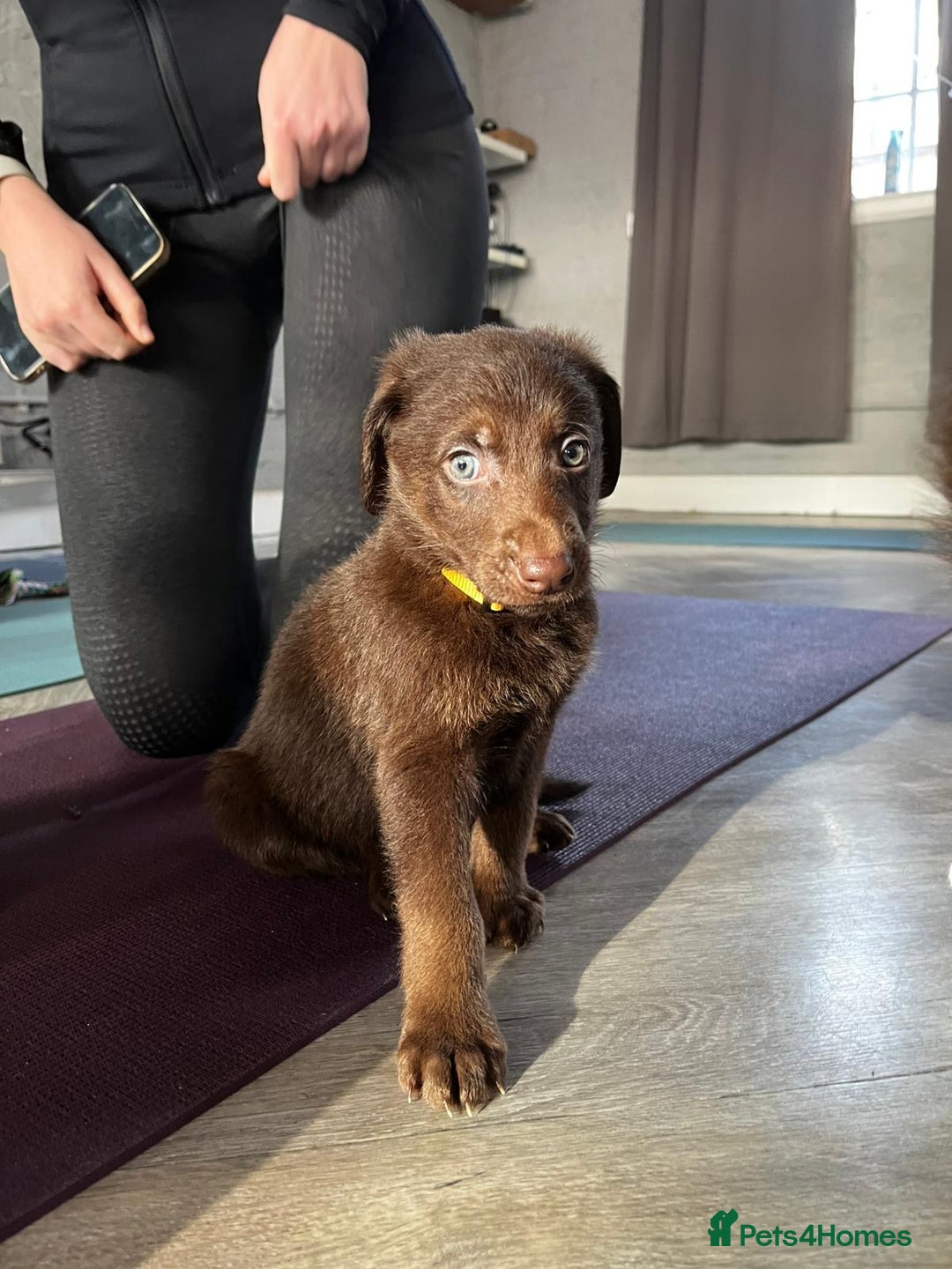 Mixed Breed dogs for sale: Beautiful Puppies – ONLY / LEFT!!! - Advert 40