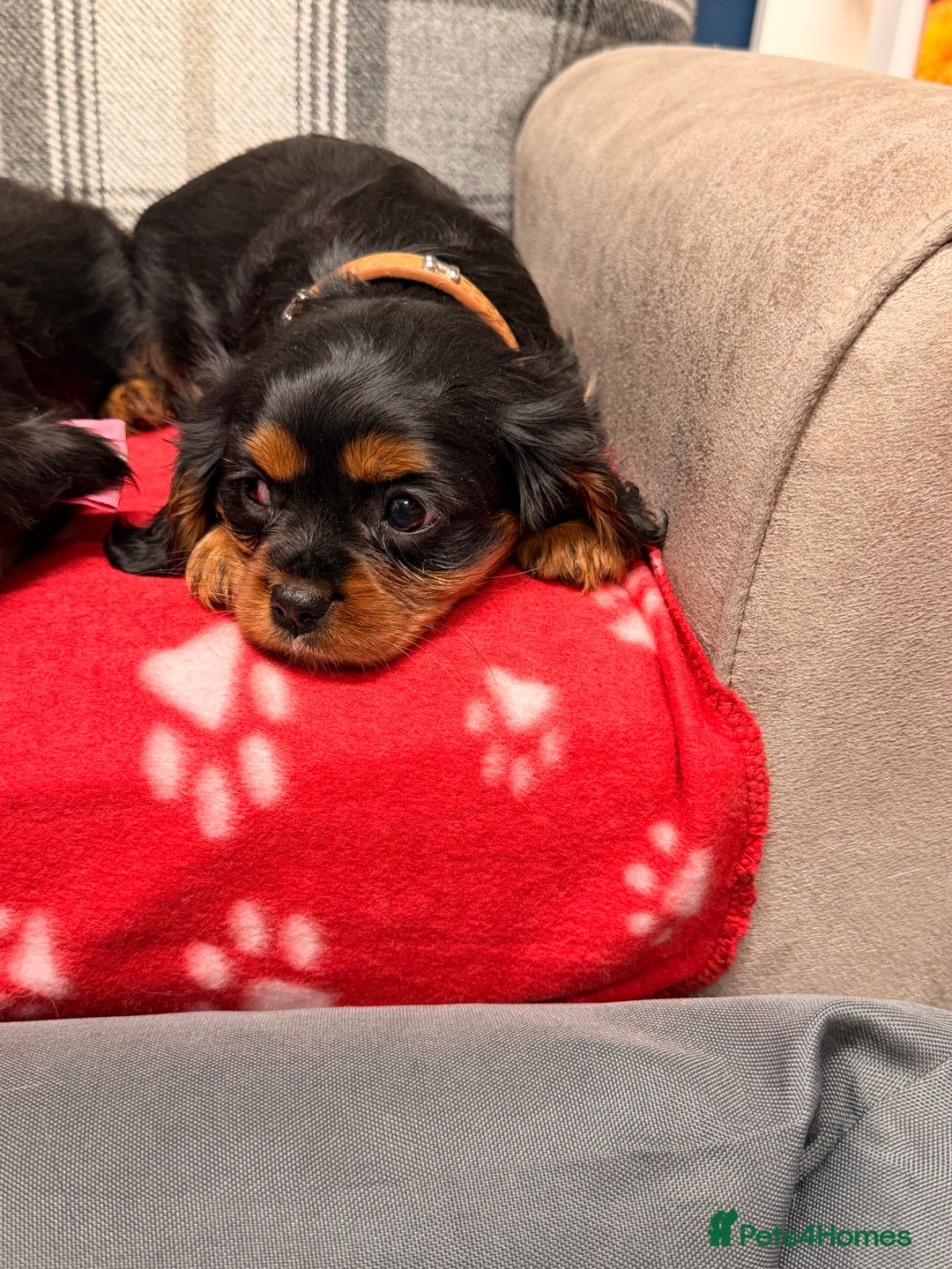 Cavalier King Charles Spaniel dogs for sale: 🐶 Beautiful Cavalier King Charles  Puppies 🐶 - Advert 27