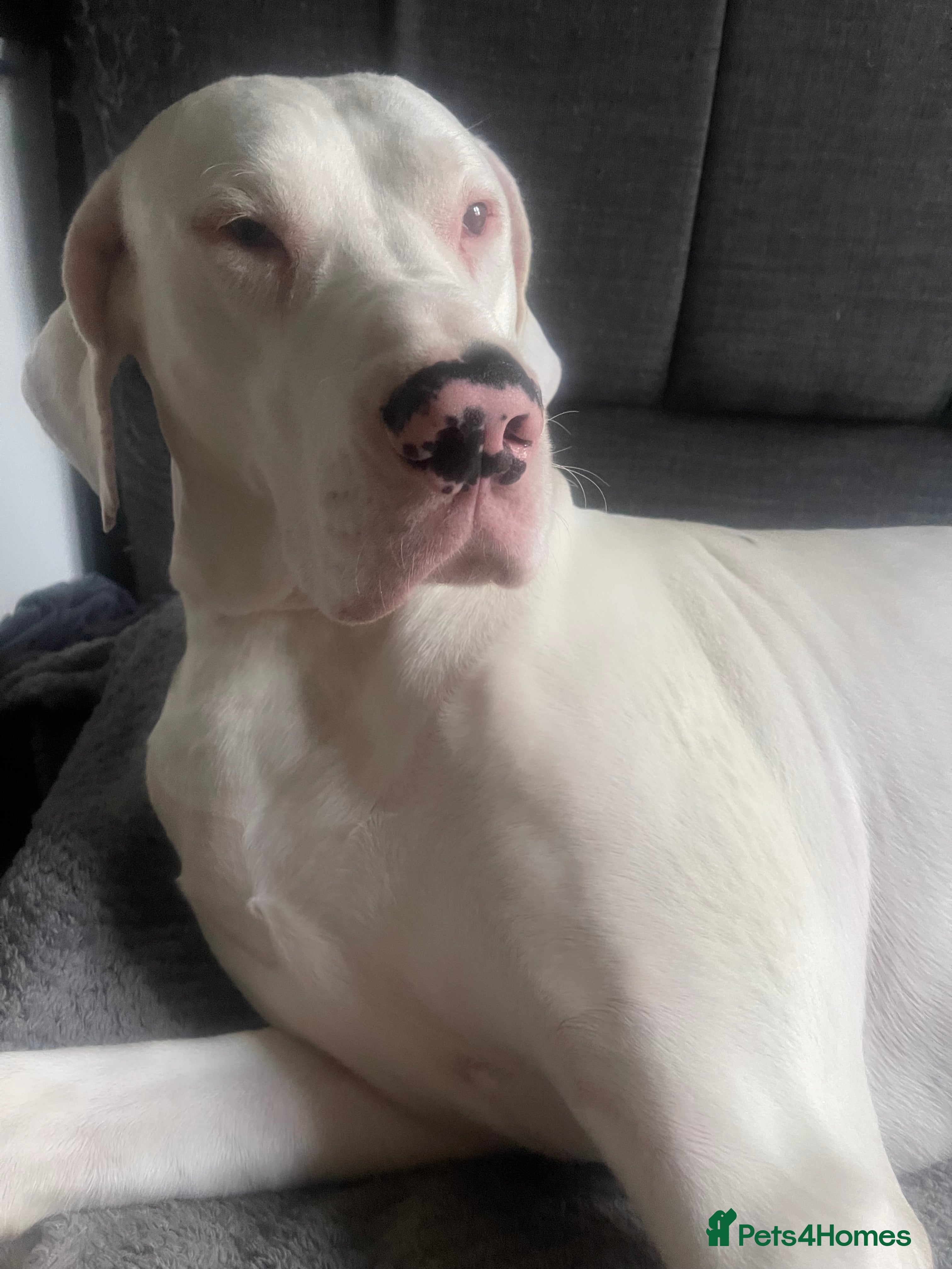 Great Dane dogs Male stud  - Advert 18