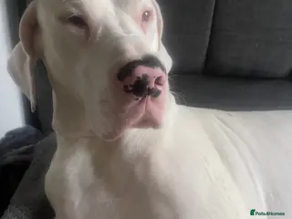 Great Dane dogs Male stud - Advert 5