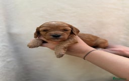 Mixed Breed dogs for sale: Cavapoo x cockapoo puppies in Loughborough - Image 16