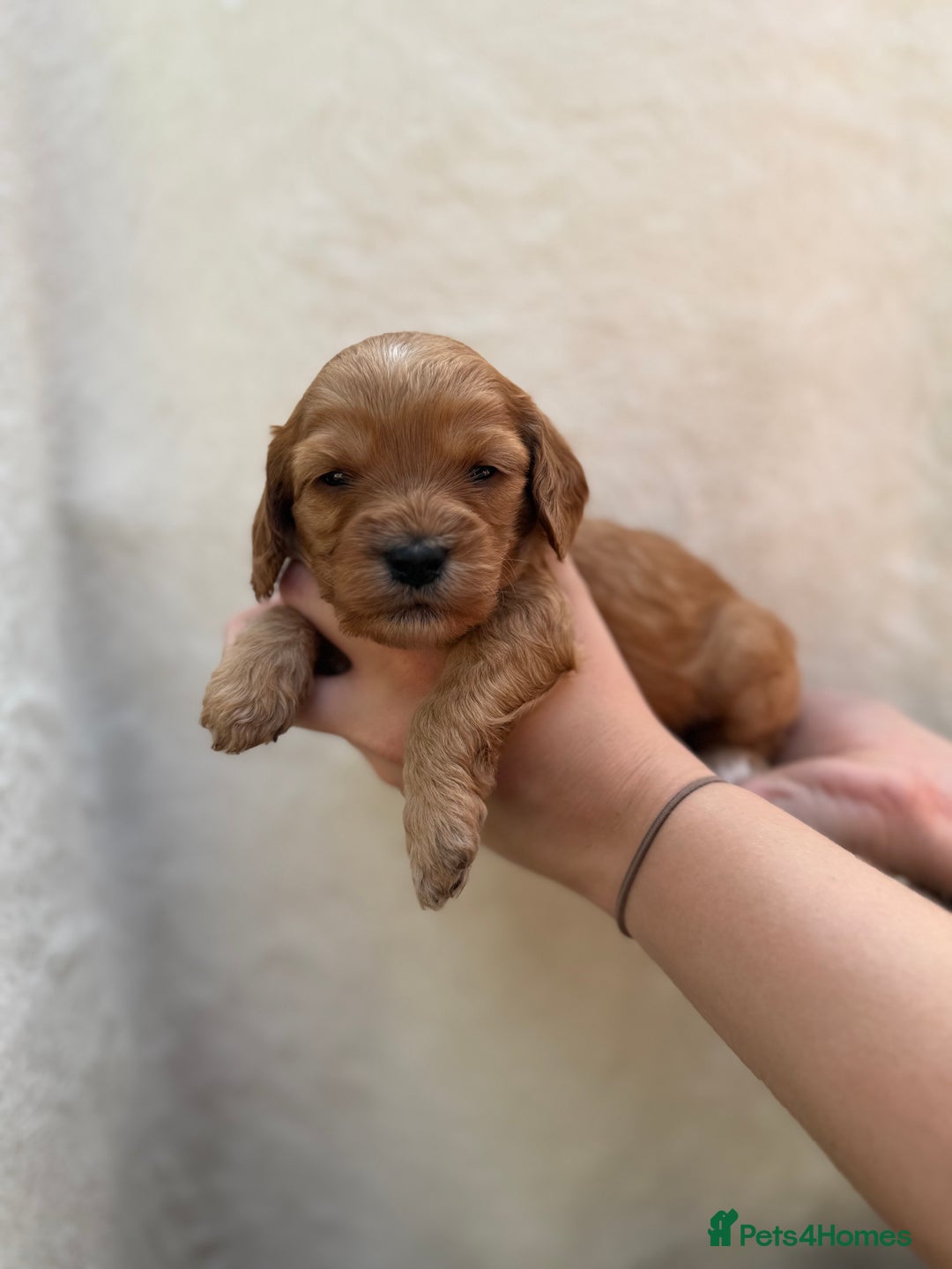 Mixed Breed dogs for sale: Cavapoo x cockapoo puppies in Loughborough - Image 16