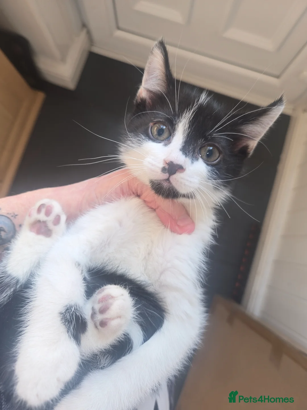 Mixed Breed cats for sale: 3 half ragdoll kittens - Advert 12