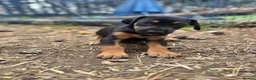 Mixed Breed dogs for sale: Doberman x lurcher puppies - Advert 2