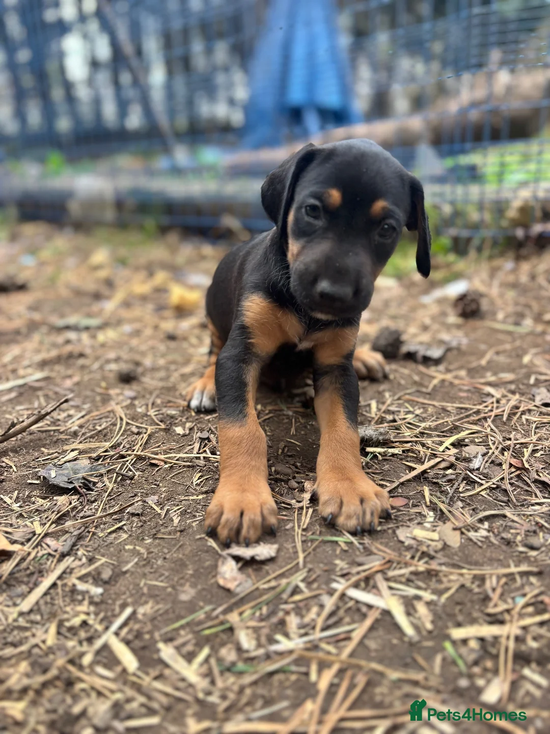 Mixed Breed dogs for sale: Doberman x lurcher puppies - Advert 2