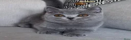 British Shorthair cats for sale: ✨ GCCF BEAUTIFUL KITTENS ✨ - Advert 10