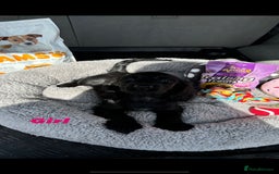 Cocker Spaniel dogs for sale: Cocker Spaniel Puppies  - Image 10