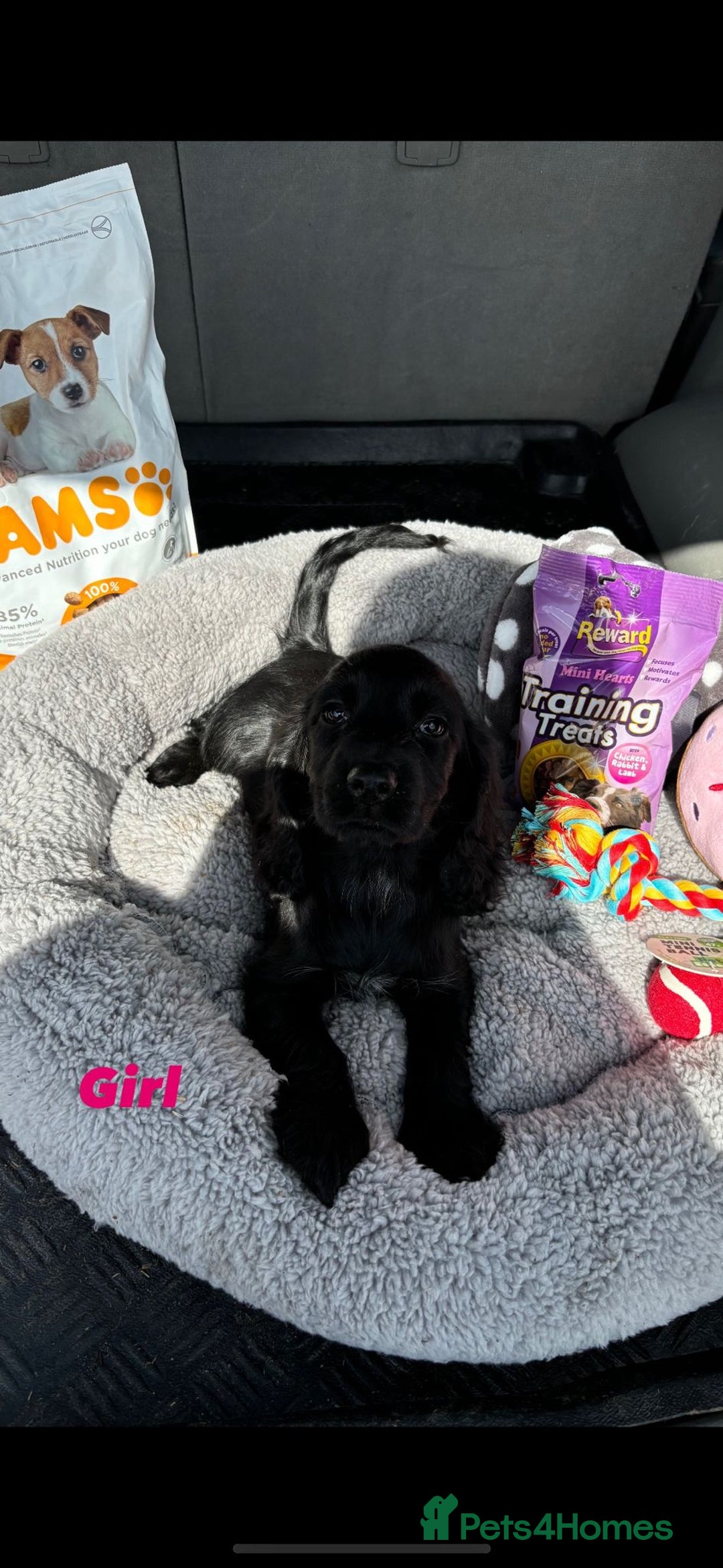 Cocker Spaniel dogs for sale: Cocker Spaniel Puppies  - Image 10